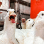 Bird_Flu_1677349988716_1690363907087