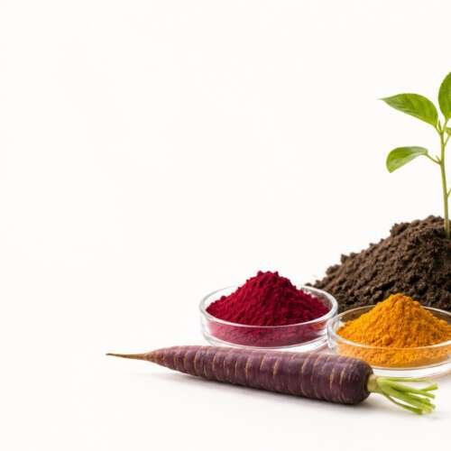 A seedling growing from soil beside dishes of red, yellow and blue natural color powders and a purple carrot, with the Oterra logo