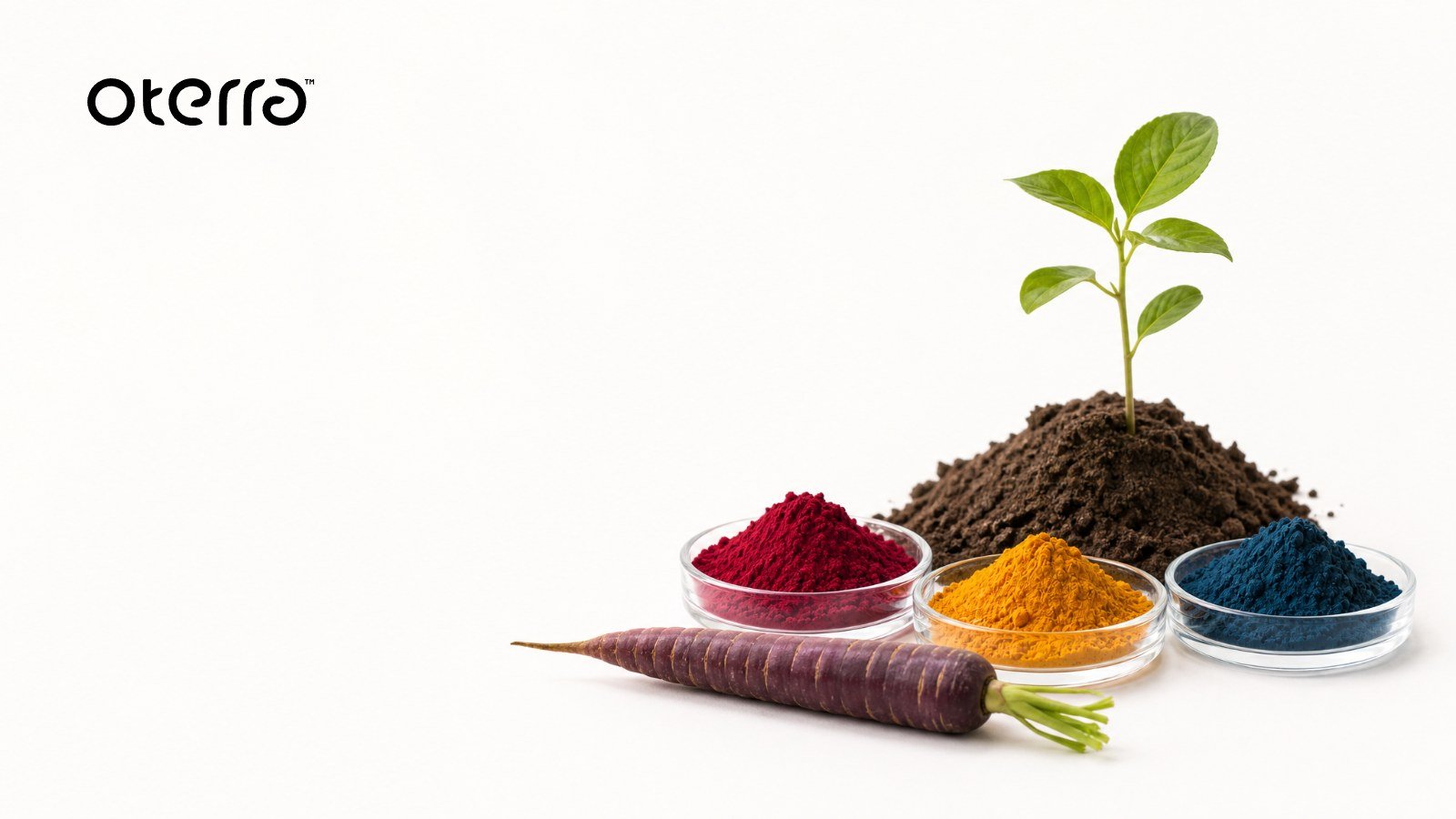 A seedling growing from soil beside dishes of red, yellow and blue natural color powders and a purple carrot, with the Oterra logo